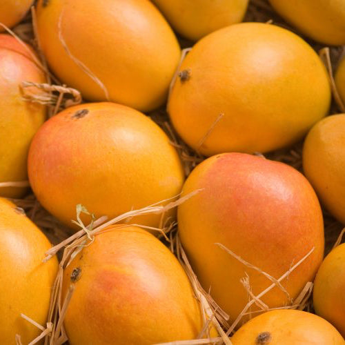 Alphonso Mangoes